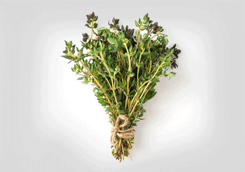 Cimbrul este o planta medicinala si condiment, folosita din antichitate pentru proprietatile sale terapeutice antiseptice, antispasmodice, diuretice, carminative, expectorante etc, fiind considerat deasemenea un antibiotic natural.